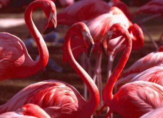 Belgrade a City Between Two Rivers